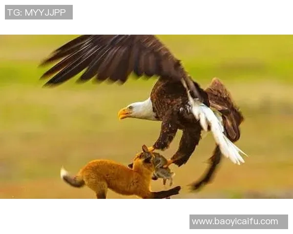 老鹰与狼的精彩对决视频直播全程回放与精彩瞬间分享